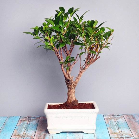 shape bonsai