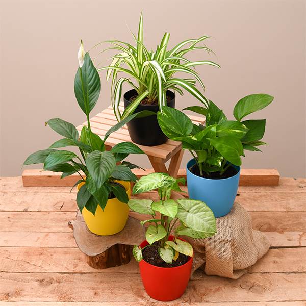 nurserylive top 4 air purifier plants
